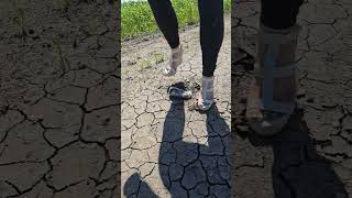 Monster Energy Drink Crush In Wedges