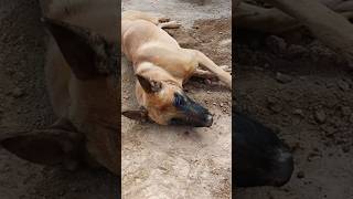 Mother Is Mother Haimena Ning Chi Gai Ra Kai Gai Delei