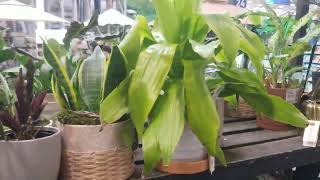SHOCKING LEAKED FOOTAGE OF DISGUSTING PLANTS AT LOWES SANTA CLARITA CA