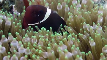 Cá hề-Cá Nemo (Clown fish-Nemo fish)