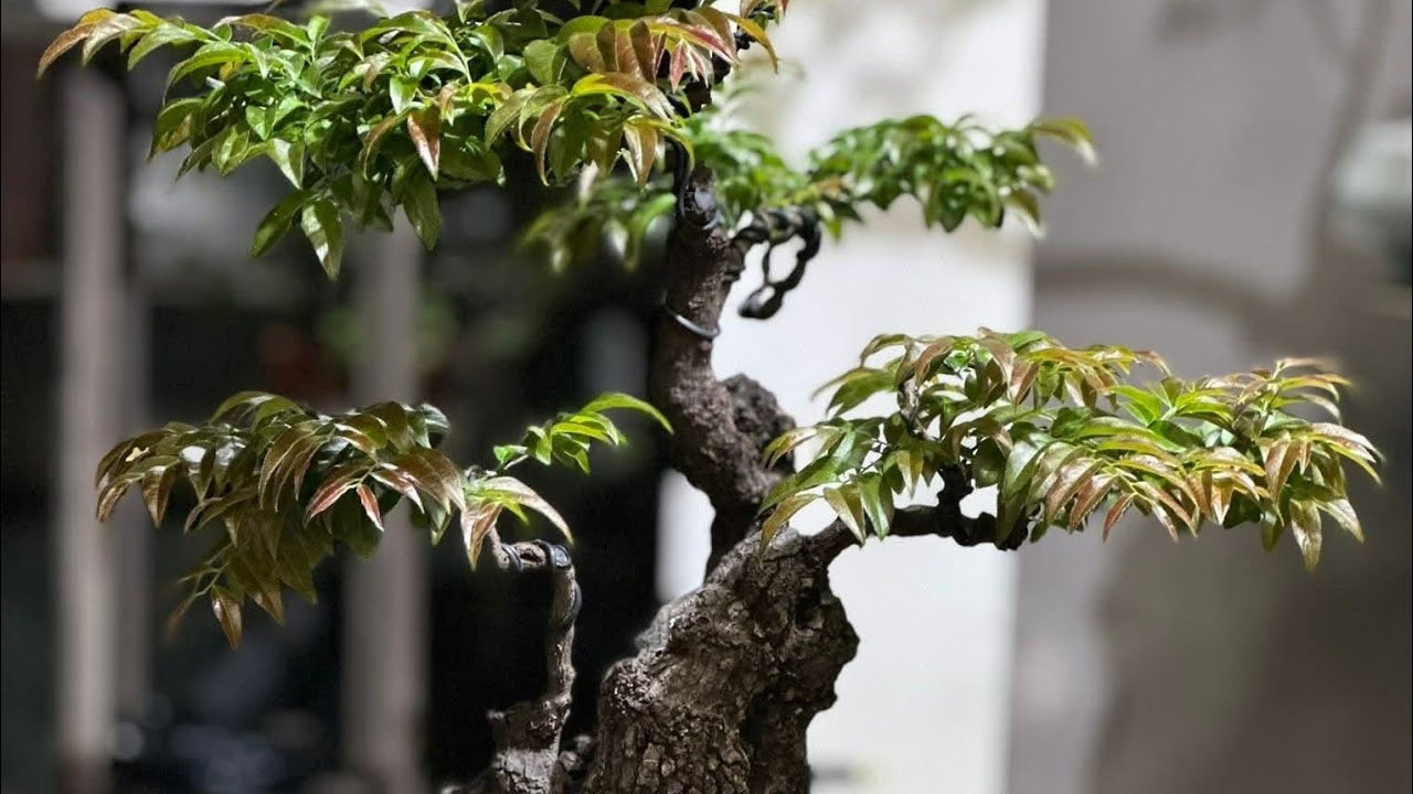 Muội Hồng Vách Nổ Búp Đỏ Thuần Chậu...0975.710.735