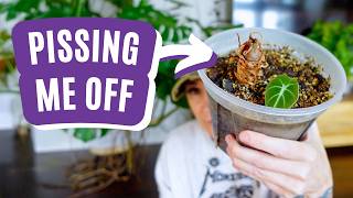 I Have Beef With These Houseplants 😤🌿