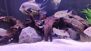 Update on my Geophagus redhead Tapajos and other in the 180 gallon