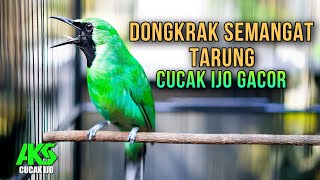 Download Lagu CUCAK IJO GACOR PANCINGAN AMPUH BUKA PARUH COCOK BUAT MENAIKKAN EMOSI IJO LAIN AGAR CEPAT JAMTROK MP3 Download Lagu CUCAK IJO GACOR PANCINGAN AMPUH BUKA PARUH COCOK BUAT MENAIKKAN EMOSI IJO LAIN AGAR CEPAT JAMTROK MP3