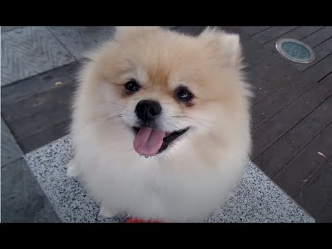 <strong>전주한옥마을에서</strong> 만난  관광객들에게 인기많은 강아지....A popular dog among tourists who met in Jeonju Hanok Village..全州韓屋村