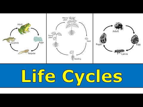 Video: Kurio gyvenimo ciklas yra haplontinis?