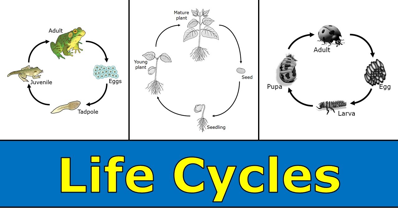 Life Cycle