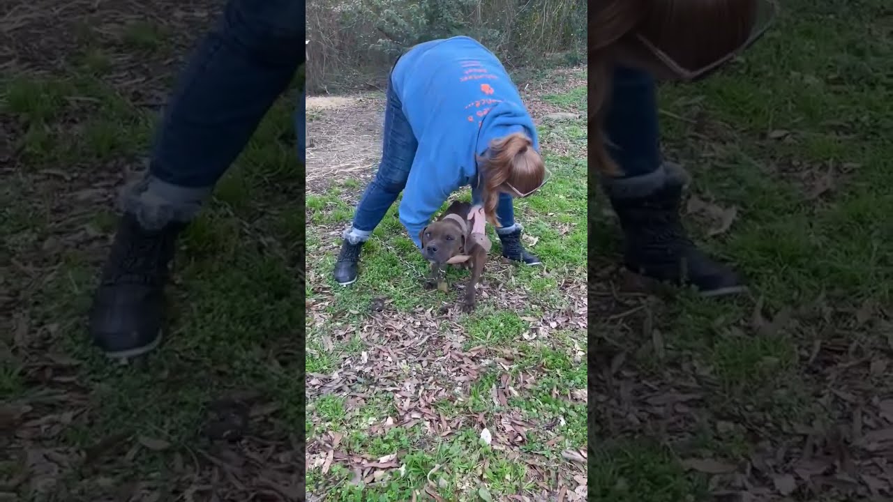 Trapped Chained Starving Pup Gives Everything To Her Babies Who Are On The Brink Story Below 