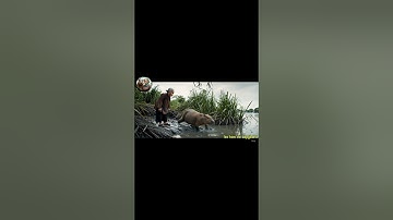 Capybara bị Cá Sấu đuổi ở bờ sông  #capybara #haihuoc #funny