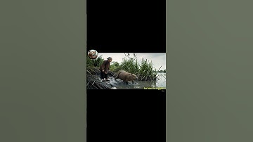 Capybara bị Cá Sấu đuổi ở bờ sông  #capybara #haihuoc #funny