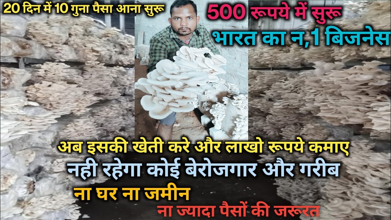 how to grow 🍄 mushroom collection | Mushroom ki kheti kaise kare | पैरा पुटू मशरुम की खेती  कैसे करे