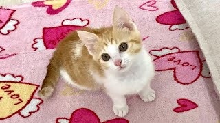 vlog | 고양이 브이로그 | 첫 목욕 하는 날 | 냥빨은 처음이라 | 아기고양이 | 고양이 일상 | 초보집사 | 자취