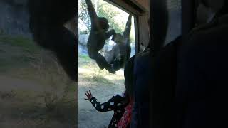 Playful Monkeys at LA Zoo: Hilarious Moment Caught on Camera!
During our visit to the LA Zoo, we stumbled upon a hilarious scene where two playful monkeys were having a blast, playfully hitting each other and entertaining the crowd! 🐒😂 It was one of those unexpected moments that made our trip even more memorable. Watch these mischievous monkeys in action and share a laugh with us!
Dont forget to like, comment, and subscribe for more fun zoo adventures and animal moments! Playful Monkeys at LA Zoo: Hilarious Moment Caught on Camera!
