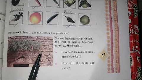 Standard IV /Environment /Looking Around /NCERT