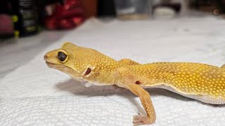 Echo the Gecko Week 2 Update! is he progressing?
