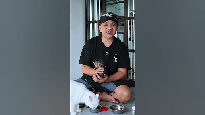 Video 11317771: cat feeding kittens, cat kitten eating