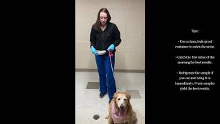 How To Collect A Urine Sample From Your Dog