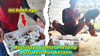 Cara budidaya jamur merang skala dapur dengan media serabut kelapa #jamur #jamurmerang #jamursawit