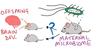 Maternal microbiome influences fetal brain wiring...
