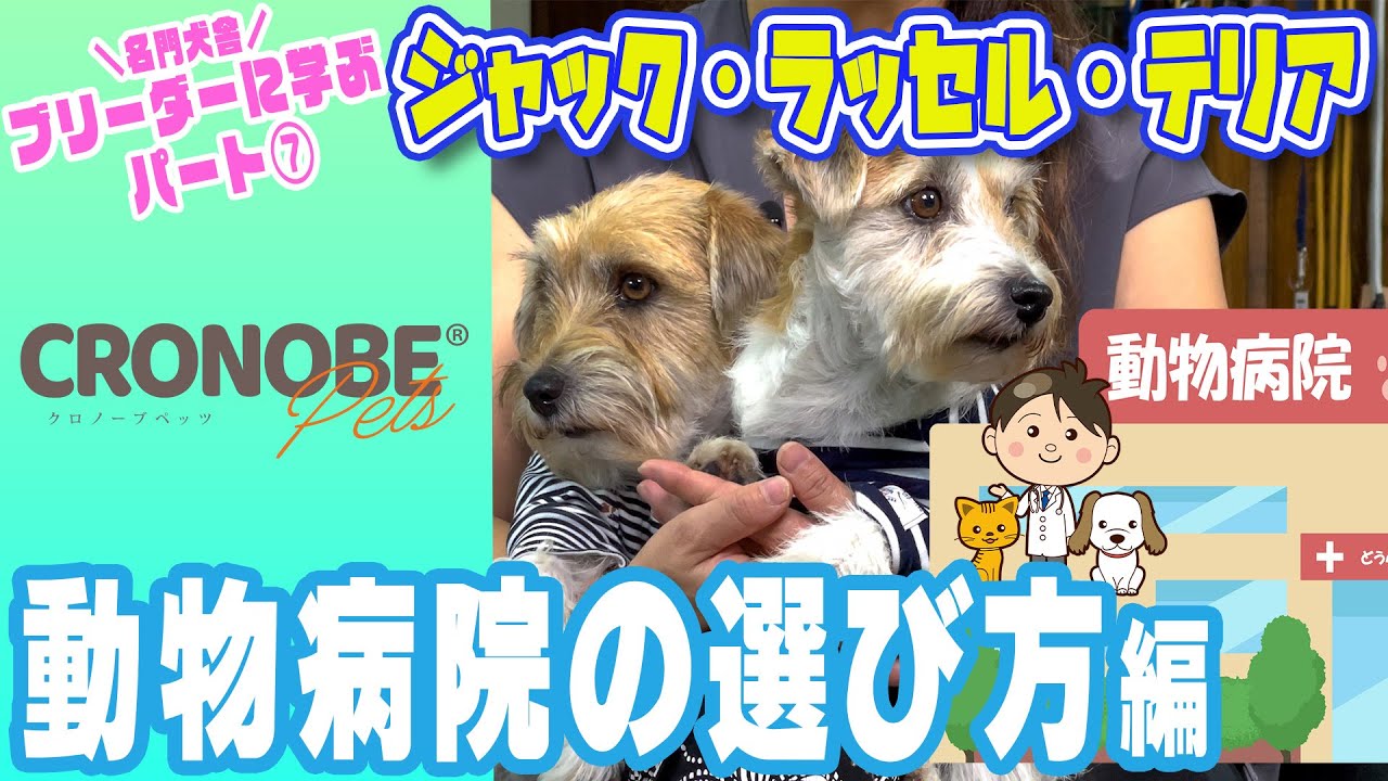【ブリーダーさんから学ぶシリーズ⑦】ジャックラッセルテリアのかかりやすい病気と動物病院の選び方編！