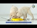 The Adventures of Max: A Hilarious Tale of Clean Chaos | Eco-Friendly Cleaning Solutions