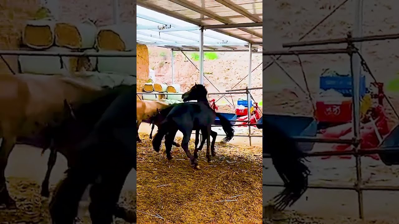 Donkeys Live Among And Horses 85