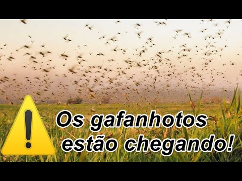 🖖Praga de gafanhotos está chegando ao Brasil! Informação importante!