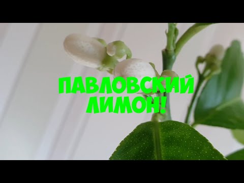 Как Пересадить Павловский