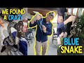 We found a blue snake