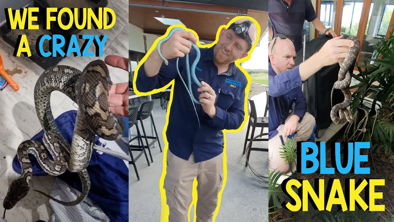 WE FOUND A BLUE SNAKE!!
