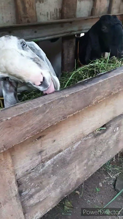 Ayamku bertelur di kandang kambing 😅