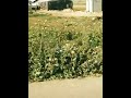 عشنا في الخيامات سئمنا مر واقعنا ااههه حالات 