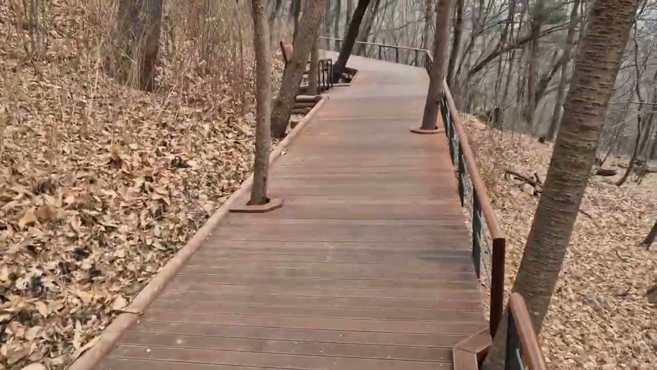 남산 숲길 산책#namsan#forest path#seoul korea