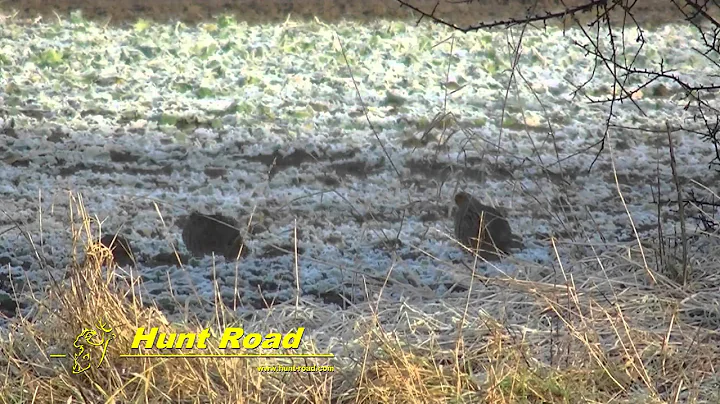 Perdrix Grises - Partridge