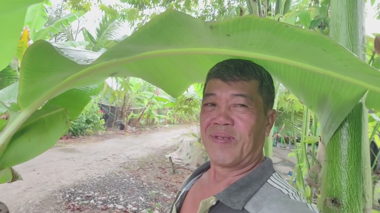 Tập 22 câu cá rô đồng cá tra sông tháng giêng mà mắc mưa nhờ tàu lá chuối 