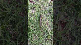 ভয়ংকর Blood Sucker ধরা পড়লো ক্যামেরায় | The Deadliest Blood Sucker Ever Caught on Camera