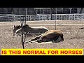 Messing With & Sneaking Up On Sleeping Horse