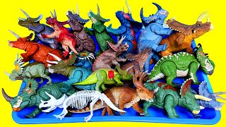 Lots of  Tirceratops Sinoceratops Pentaceratops , Jurassic world Dinosaurs, 본심남개 공룡 슐라이히 뿔공룡