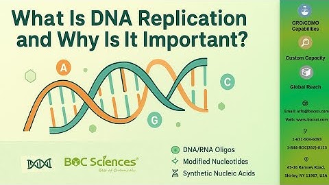 How DNA Replication Works? - DNA Replication Explained Guide - BOC Sciences