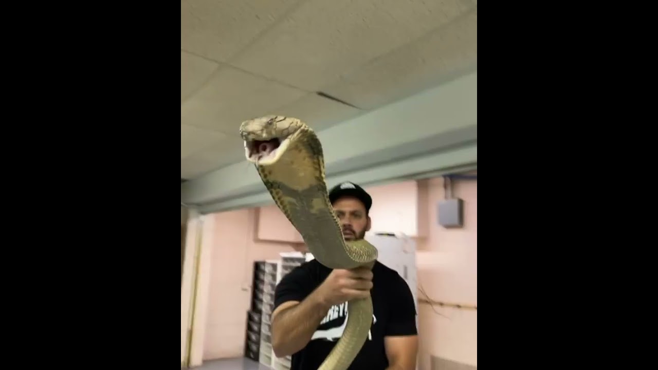 King Cobra Bite Slow Motion 🐍 