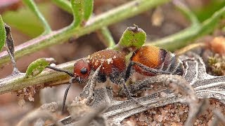 Red Velvet Ant Comes To Life