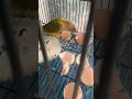 Eggshells are great chew toys for parrots. #birds #parrot #parrots #pets #shorts