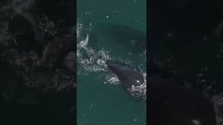 North Atlantic right whale
Its almost officially #summer! Did you know theres a critically endangered species of whale that spends its summers in Canadas Gulf of St. Lawrence?
North Atlantic right whales are one of the largest species on Earth and have massive heads that measure almost one-third of their total length. They travel with their calves to Canadian waters to feed on copepods, or tiny crustaceans at summer time. Their foraging grounds were traditionally the Bay of Fundy and the Gulf of Maine but as warmer waters began to drive their food source further north into the Gulf of St. Lawrence, and the right whales followed.
To learn more about the work we to do to protect right whales and how you can help, visit https://bit.ly/3Puuuue. North Atlantic right whale