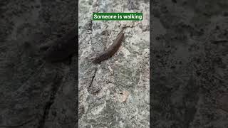 Do You Know This Animal? #animals #nature #crawling #mollusks  #buzzandchirfficial