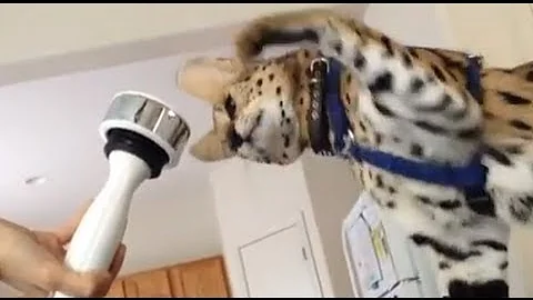 Watch the video about Serval vs Shake Weight
