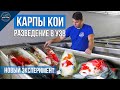 КАРПЫ КОИ - разведение в УЗВ. Новый эксперимент