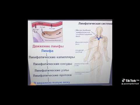 транспортные системы организма