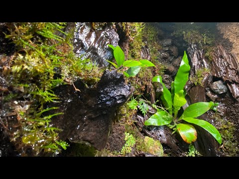 Moss Drip Wall Palodarium