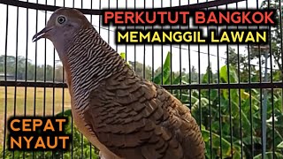 PERKUTUT BANGKOK GACOR MEMANGGIL PERKUTUT LAIN AMPUH UNTUK PANCINGAN AGAR PERKUTUT CEPAT BUNYI 