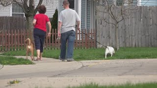 Stand your ground: A trainer's advice on what to do if an offleash dog charges at you